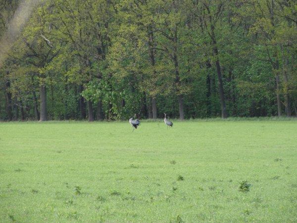 sprzedam działka Kotowice